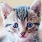 SnapCat - Cat Breed Identifier