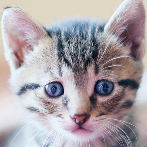 SnapCat - Cat Breed Identifier icon