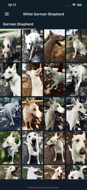 White German Shepherd(圖2)-速報App