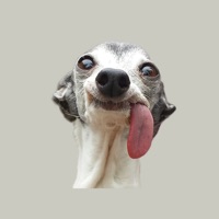 cute but psycho animals pour PC