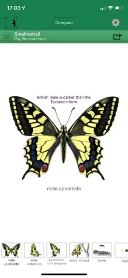 Game screenshot British & Irish Butterflies mod apk