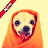 Chihuahua Dog Wallpapers Hd - iPadアプリ
