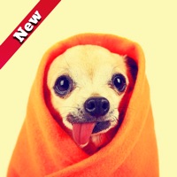 Chihuahua Dog Wallpapers Hd pour PC