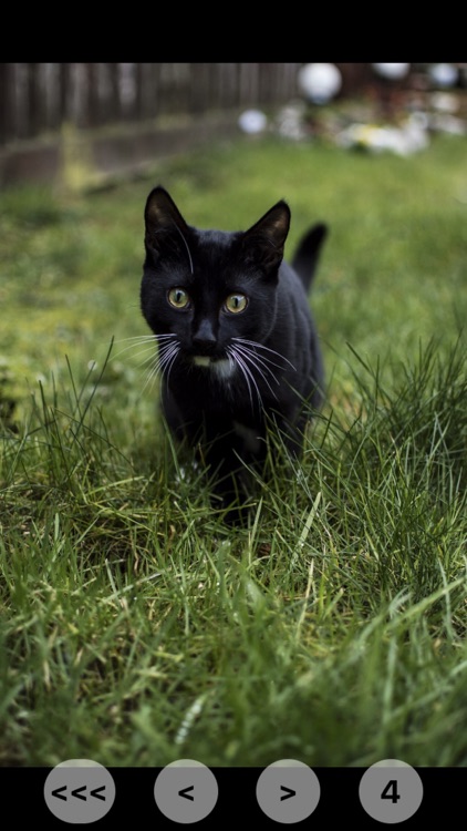 cat call