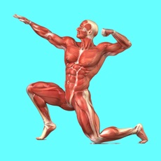 Activities of Muscular System Quizzes