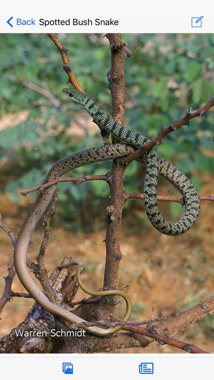 Animals of Pilanesberg