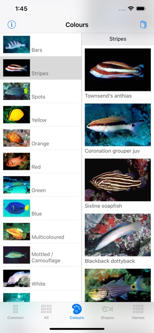 Oman Fish ID(圖5)-速報App