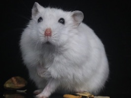 Hamster HQ - High Quality Hams