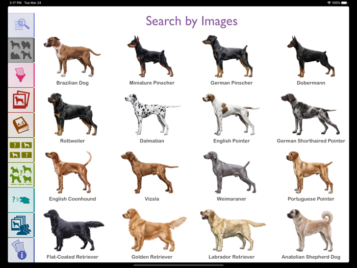 Dogs - Identification Guide