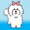 My Coton Dog My Coton Dog