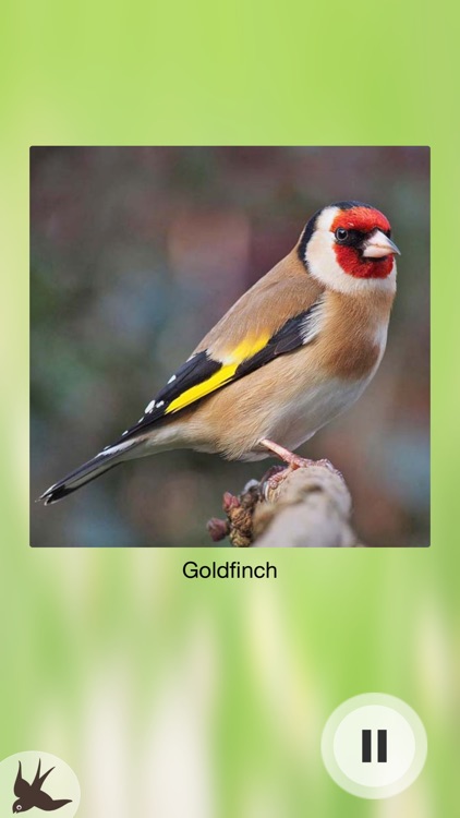 Chirp! Bird Songs UK & Europe screenshot-7