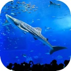 Top 15 Entertainment Apps Like Okinawa Churaumi Aquarium - Best Alternatives