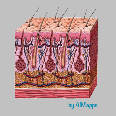 Dermatology (AIMapps)