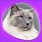 The world of cats on your device: plenty of high-definition pictures, set tours, sounds, recognition quizzes and puzzles with different difficulty levels