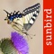 Butterfly Id will help you quickly and easily identify species through the Id key and through photo recognition