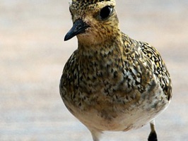 This sticker pack is full of Golden Plover Stickers for you to add to your sticker collection