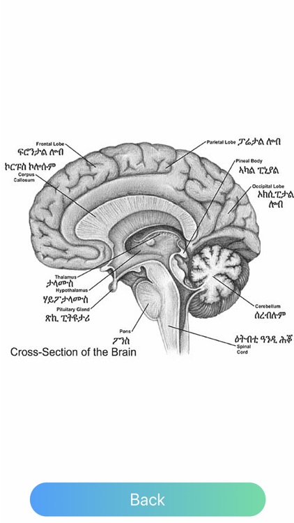 Dr. Kiros Medical dictionary