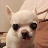 ChihuahuaCalc