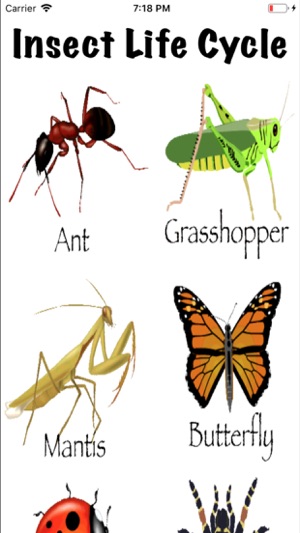 Life Cycle - Insects Arachnids