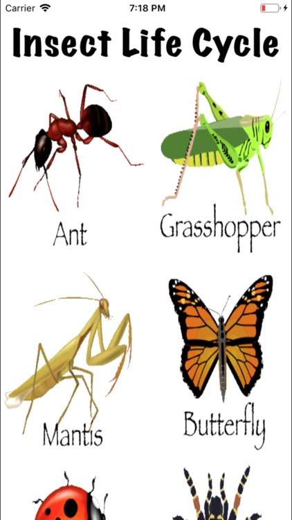 Life Cycle - Insects Arachnids by Kok Leong Tan