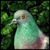 Pigeon: A Love Story - 有料新作アプリ iPhone