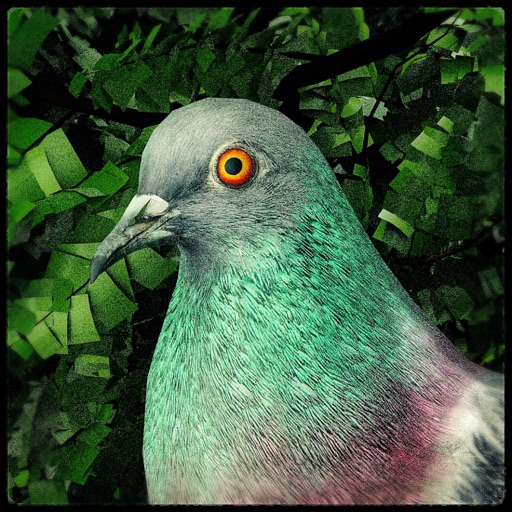 icon of Pigeon: A Love Story