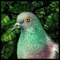 Fly freely across a real-size map of London in search for just one pigeon - an impossible task for all but the most determined