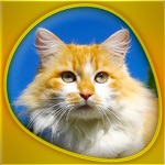 Cats 360 Gold