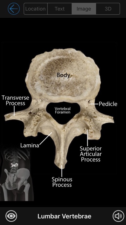 Skeletal Anatomy 3D