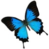 Papilio.in