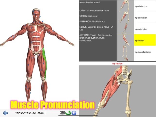 For muscle students websites Muscles: Teachers