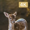 Hunting Camera 4K