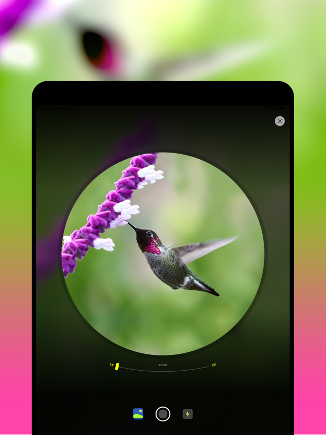 ‎Bird Identification Screenshot