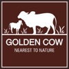 Golden Cow Milk