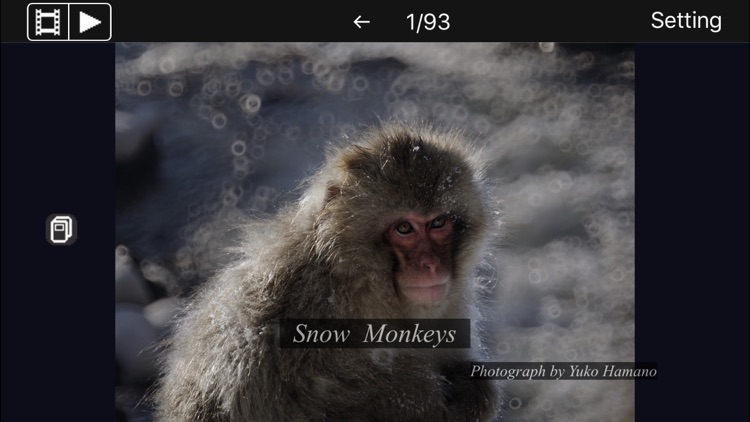 Snow Monkeys