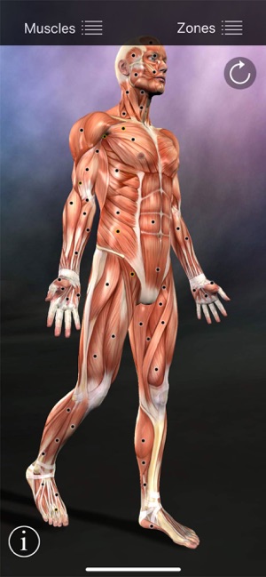 Muscle Trigger Points(圖1)-速報App