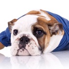 Top 28 Stickers Apps Like English Bulldog Stickers - Best Alternatives