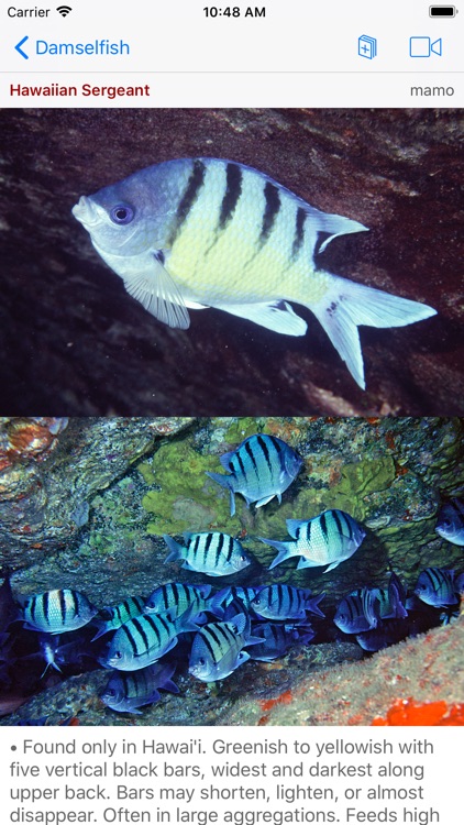 Snorkel Fish Hawaii for iPhone screenshot-5