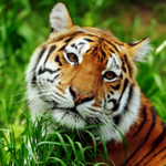 Asian Tiger Survival Simulator Logo