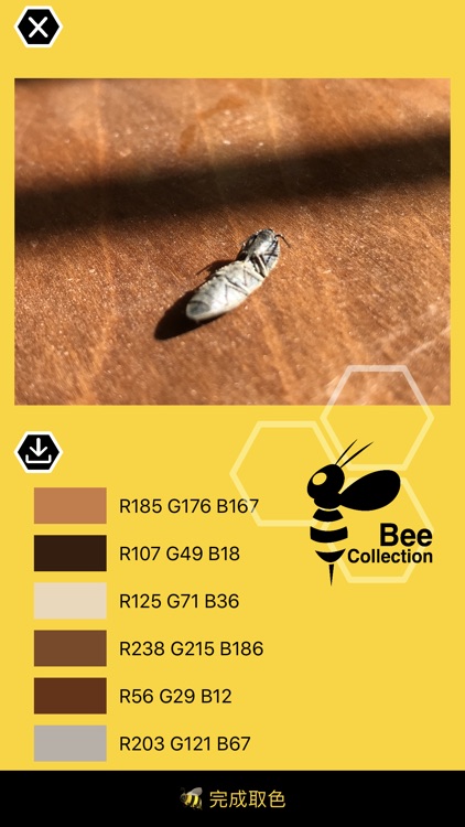 Bee - Color Pick & collection