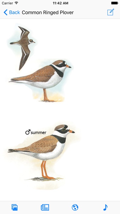 UK Ireland Bird Identification