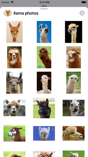 Llama Photography