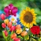 Flower Pairing and Solve Quiz is wonderful app for Learn and know Flowers