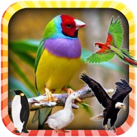 Learn the Birds Phonetic pour PC