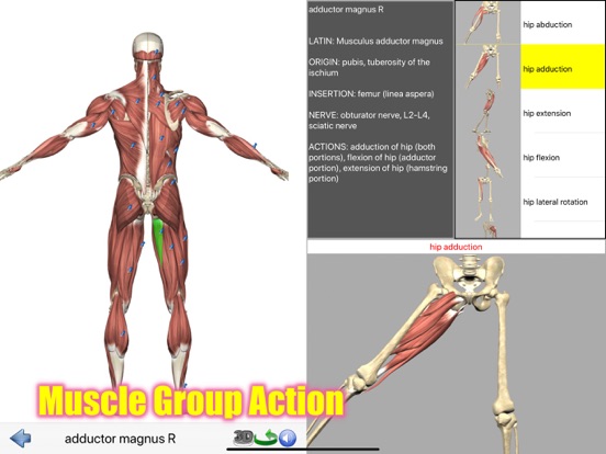 Visual Anatomy Lite screenshot