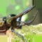 It's a beetle, stag, and butterfly bug removal game