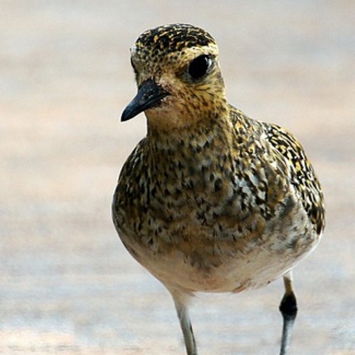 Pacific Golden Plover icon