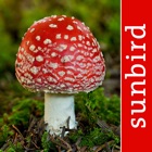 Pilze Sammeln, Bestimmen und Zubereiten - der Pilzführer für Wald und Natur