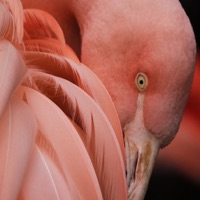 粉色壁纸和主题