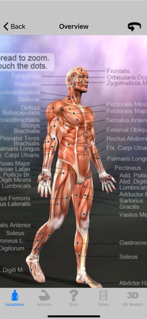 Learn Muscles: Anatomy(圖2)-速報App